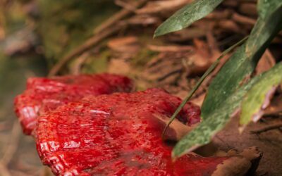From Loss to Footbridge: Finding Purpose in the Fall of a Hemlock